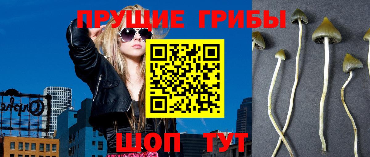 Галлюциногенные грибы MAGIC MUSHROOMS  Вход с VPN  как найти наркотики  Кропоткин  Псилоцибиновые грибы GOLDEN TEACHER 