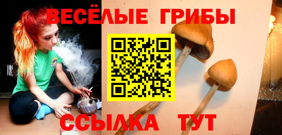 Псилоцибиновые грибы Psilocybine cubensis Кропоткин